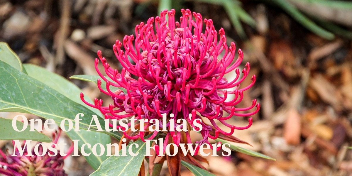 Discover the Iconic Waratah Flower Meaning and Its Symbolism