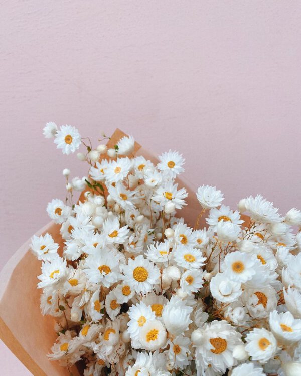 Mud urban flowers daisies - The Dried Flower Instagram Community on thursd