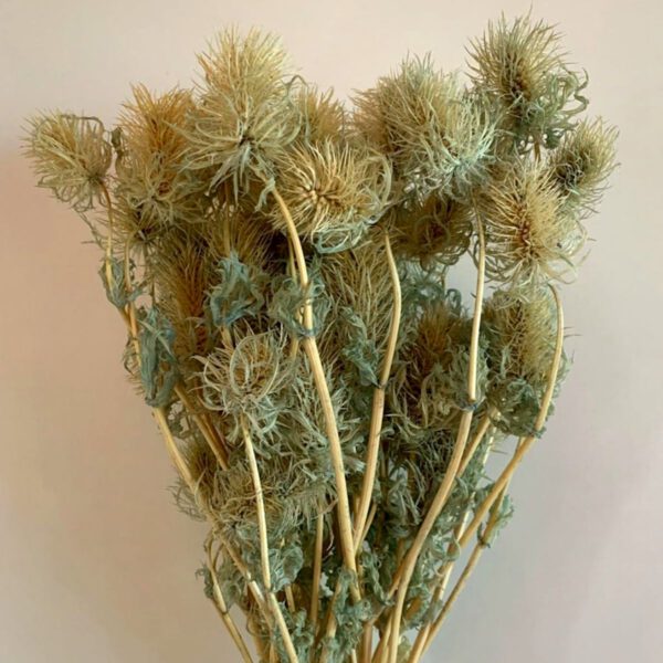Dried mint color eryngium - Yes! exclusive flowers Instagram