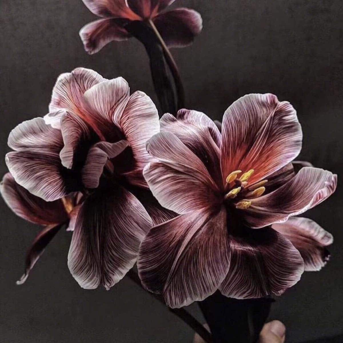 Mauve Brownie Tulips Dyed, DIY Wedding Flowers