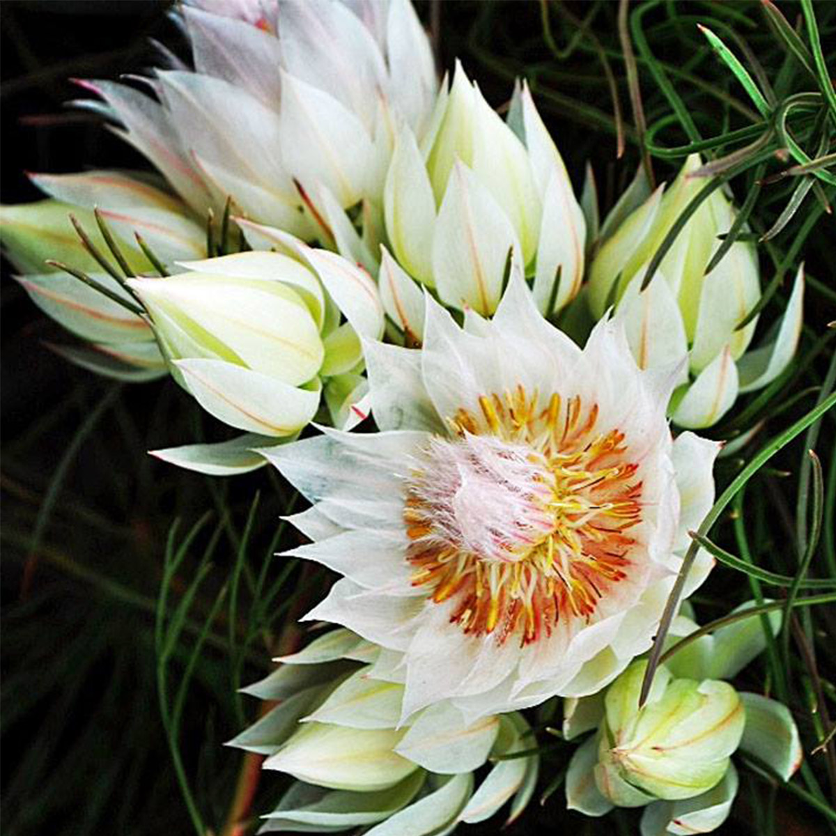 protea-blushing-bride-featured