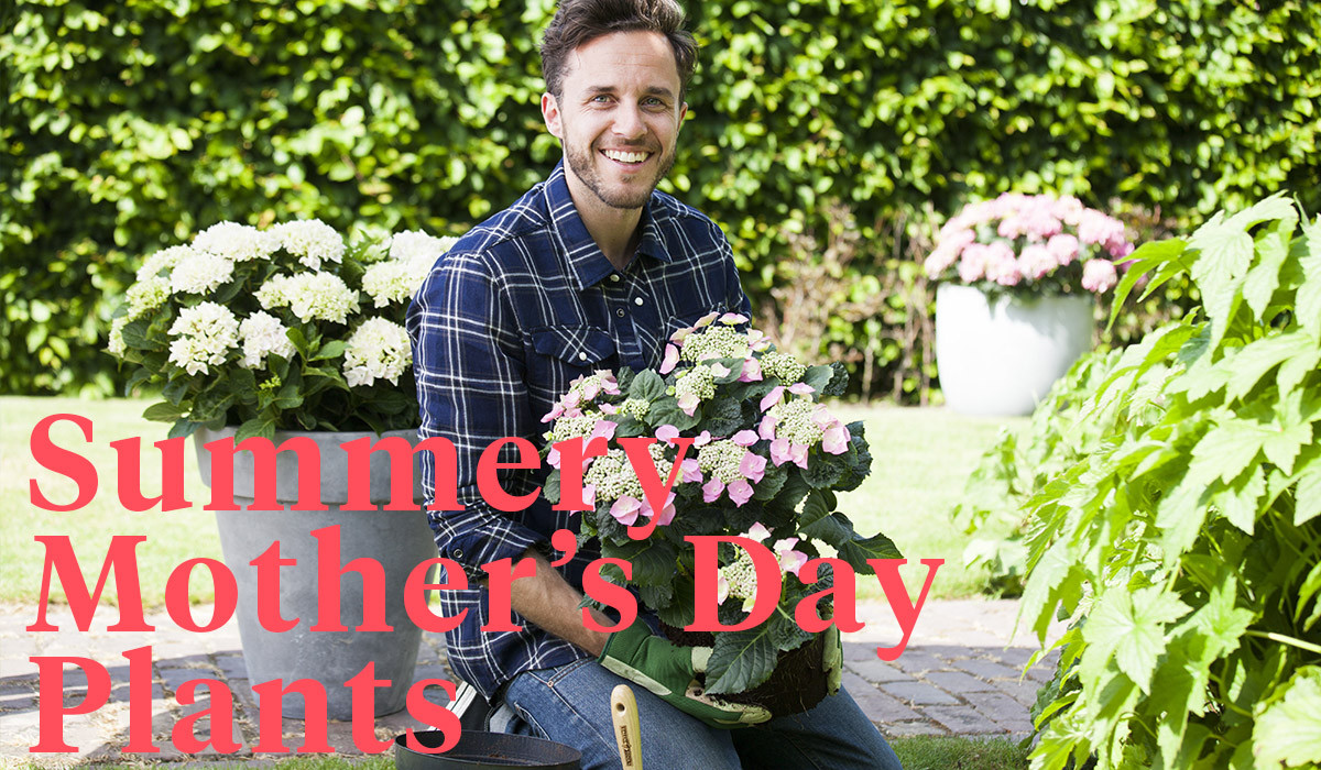 Summery Mother’s Day Plants Article onThursd