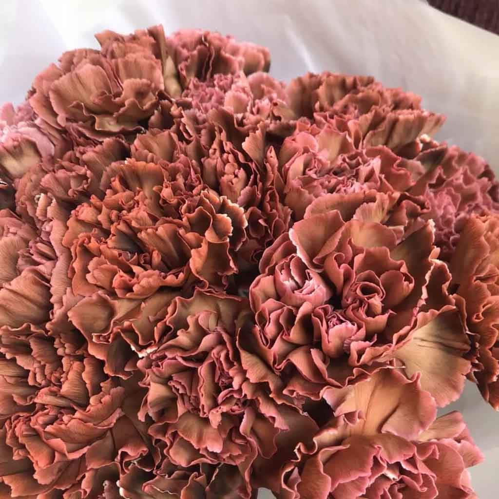 Brownie Carnations Article on Thursd