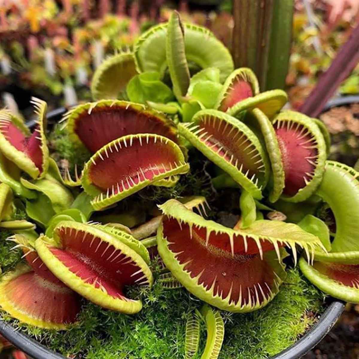 Venus Flytraps - Should You Watch Your Fingers? Plus Some Fun