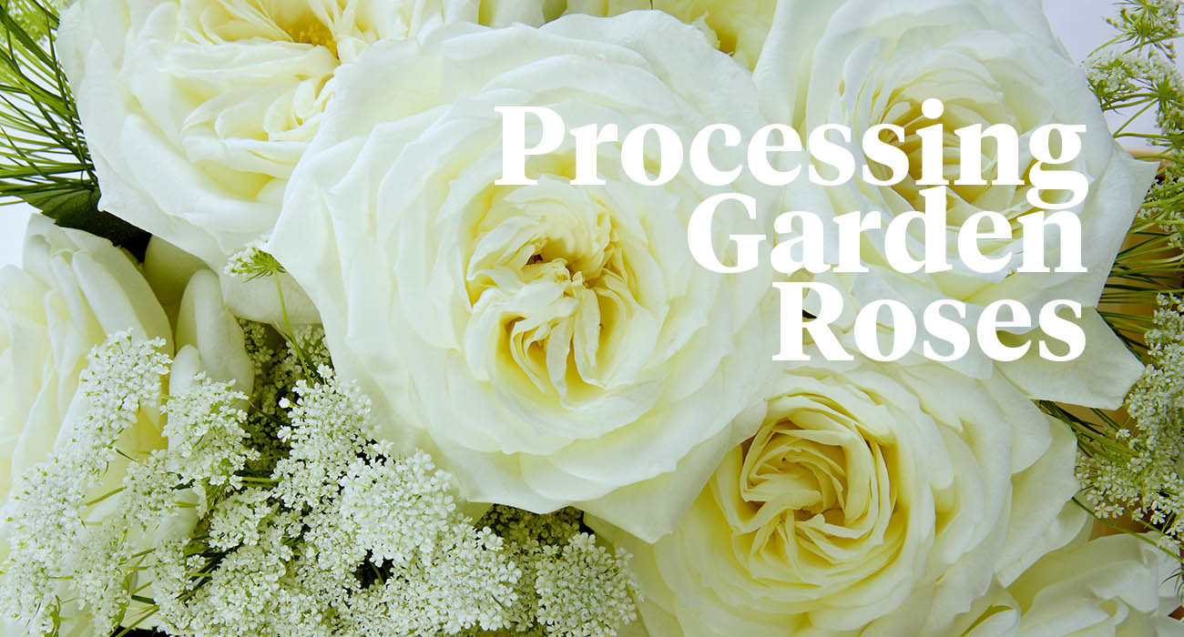 processing-garden-roses-sometimes-less-is-more-header