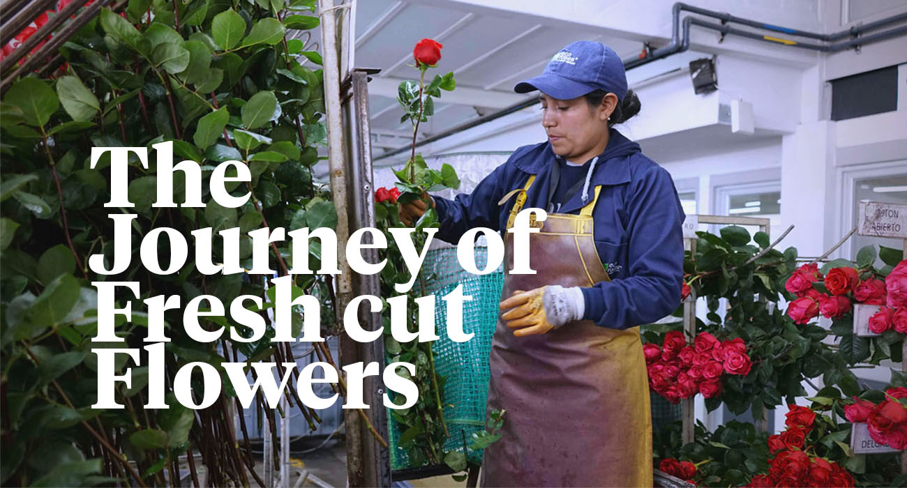 the-journey-of-virgin-farms-fresh-cut-flowers-to-florists-header