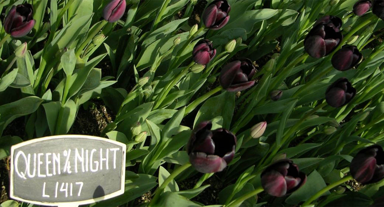 black-tulips-header