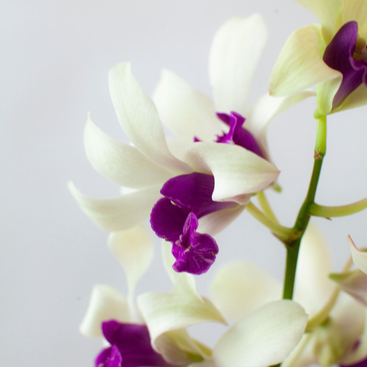 orchid-heaven-at-ter-haar-ornamentals-featured