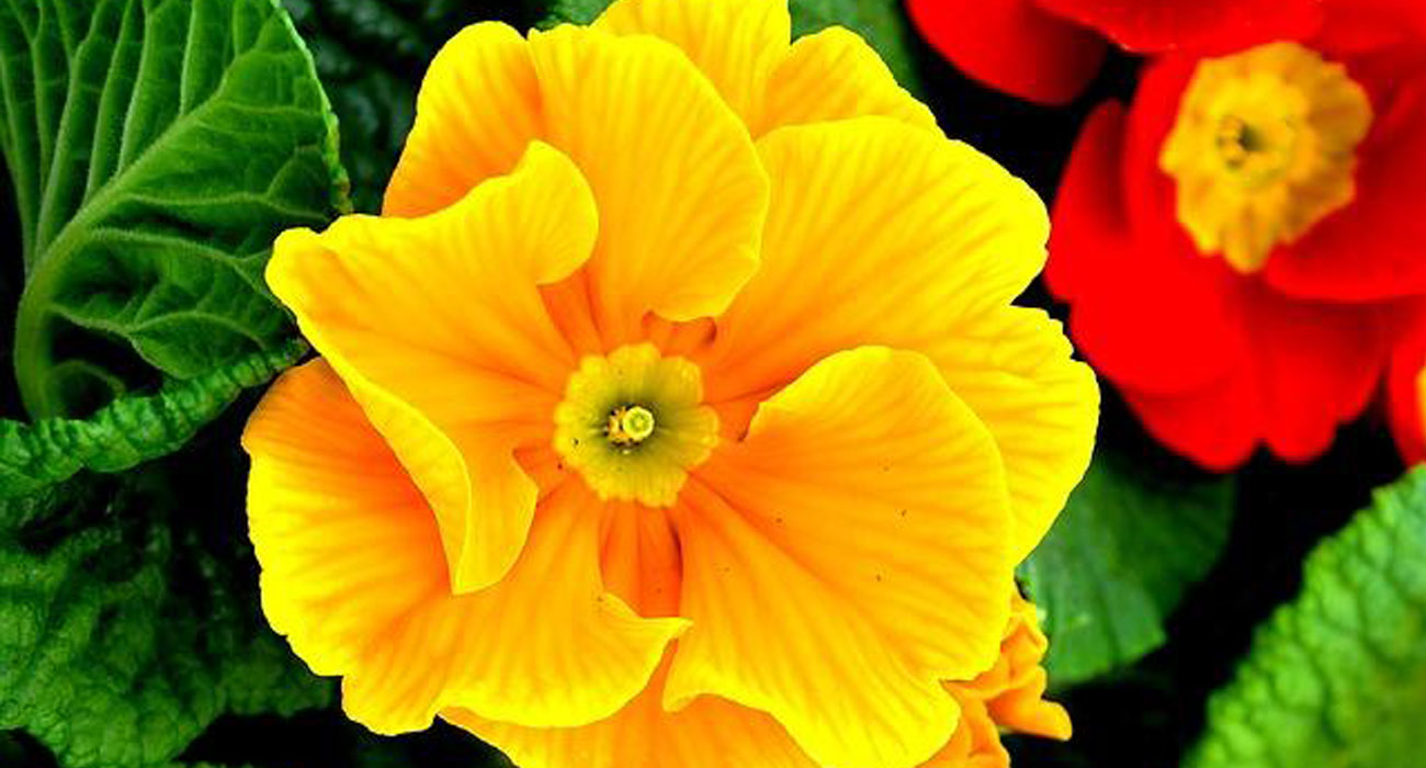 Types of Yellow Flowers and Their Meanings Thursd