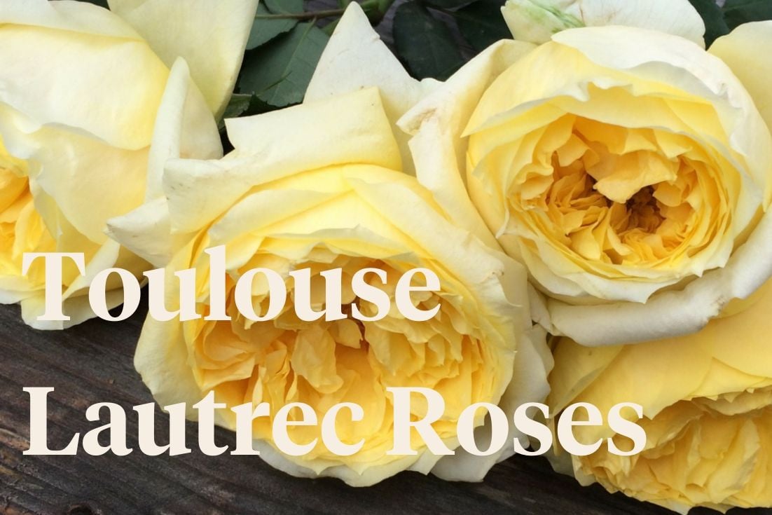 Toulouse Lautrec Roses