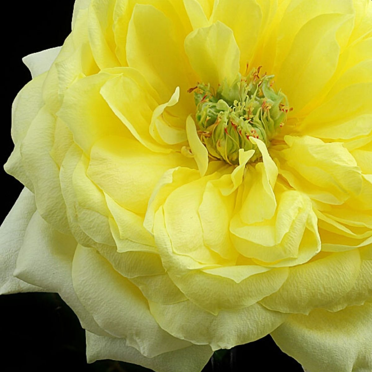 How Do Our Brains Respond to Yellow Flowers? - Article onThursd