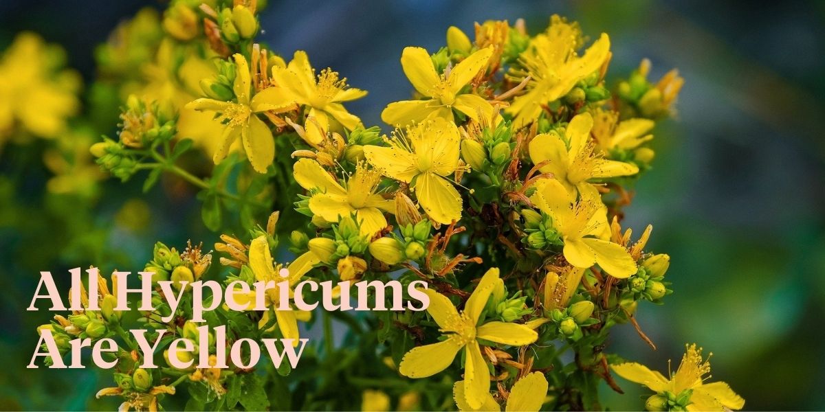 yellow-hypericums-with-flair-header