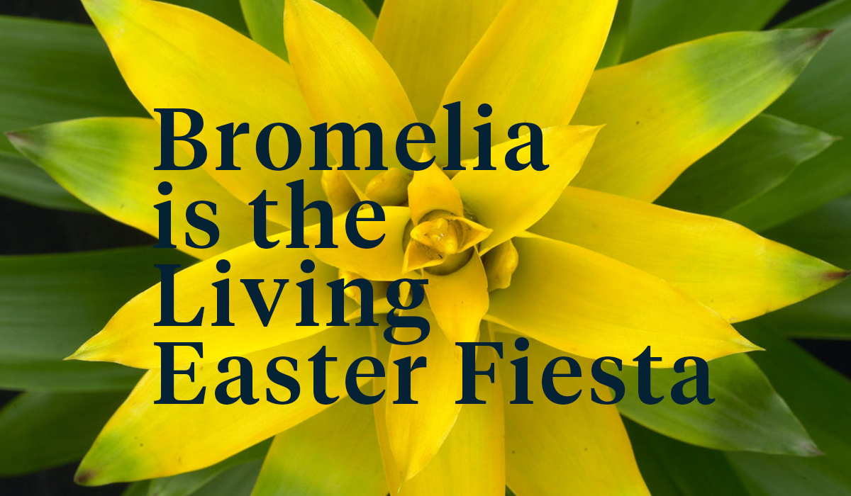 bromeliads-brighten-up-easter-header