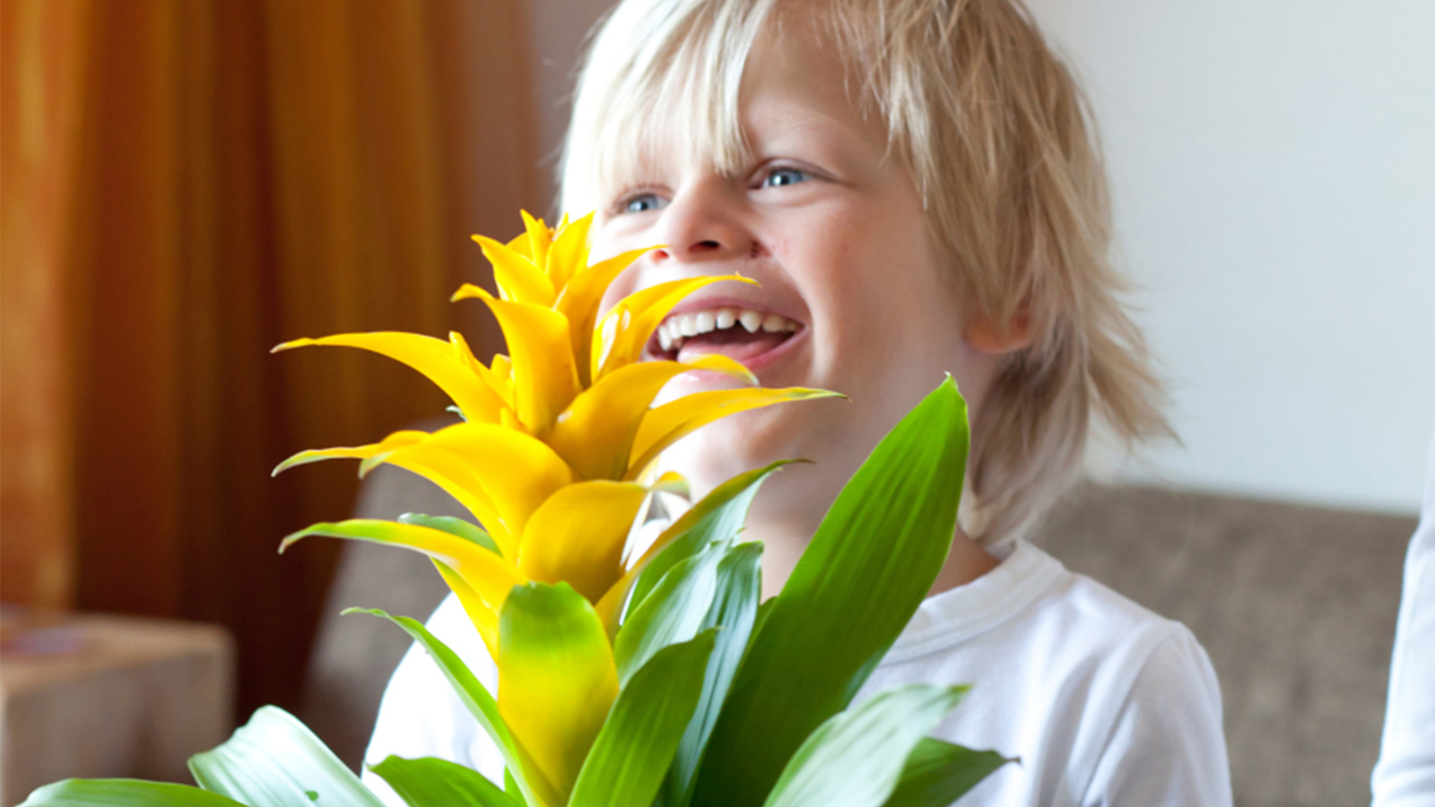 Yellow Bromelia