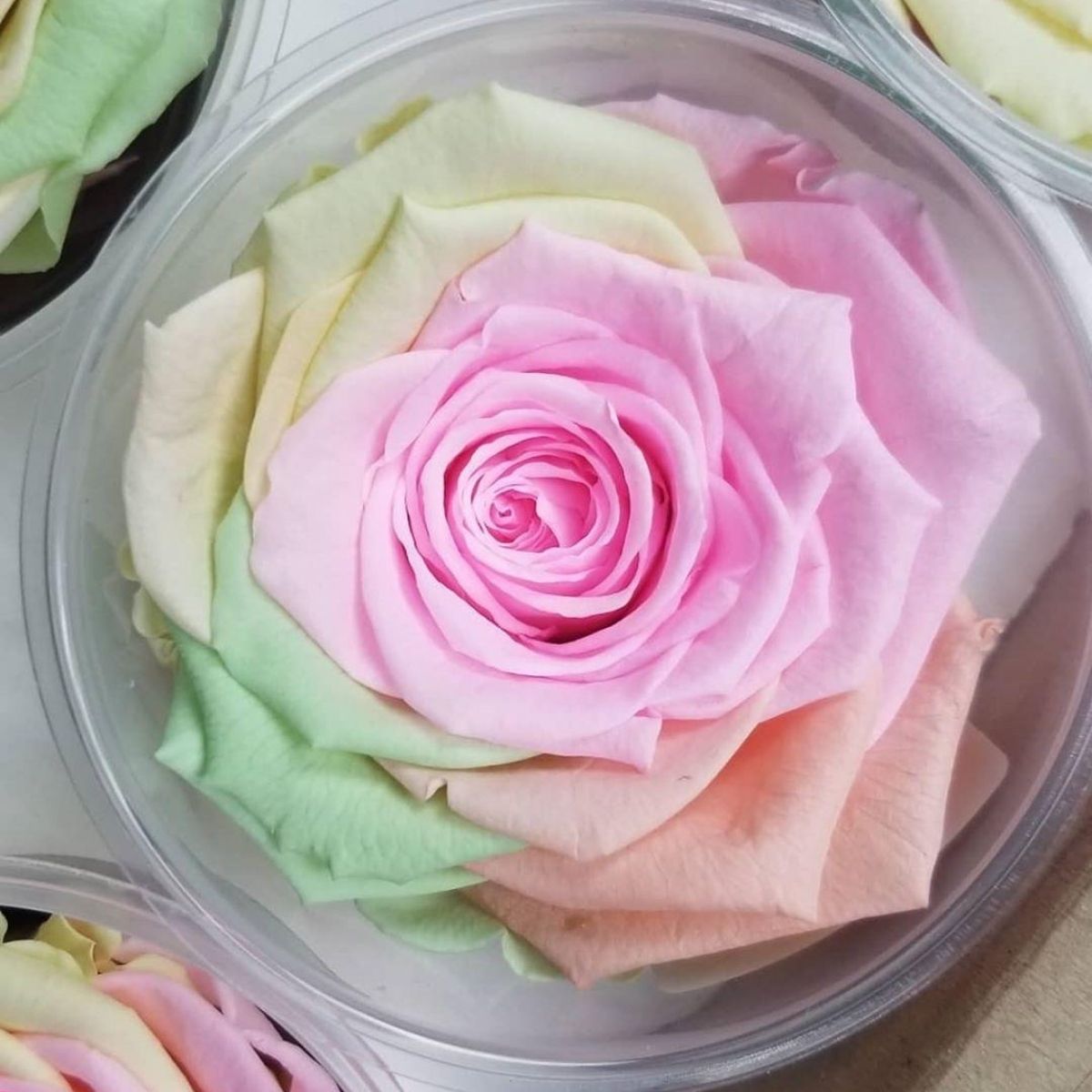 Takashi Murakami Preserved Rose Flower Tribute - Jet Fresh Flower  Distributors