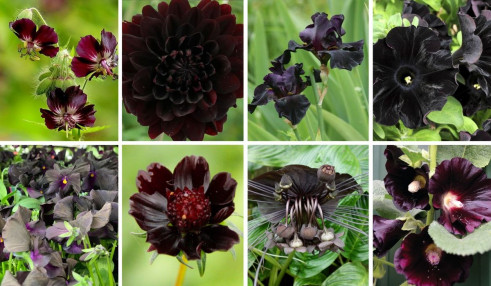 The 15 Best Black Flowers - Article onThursd