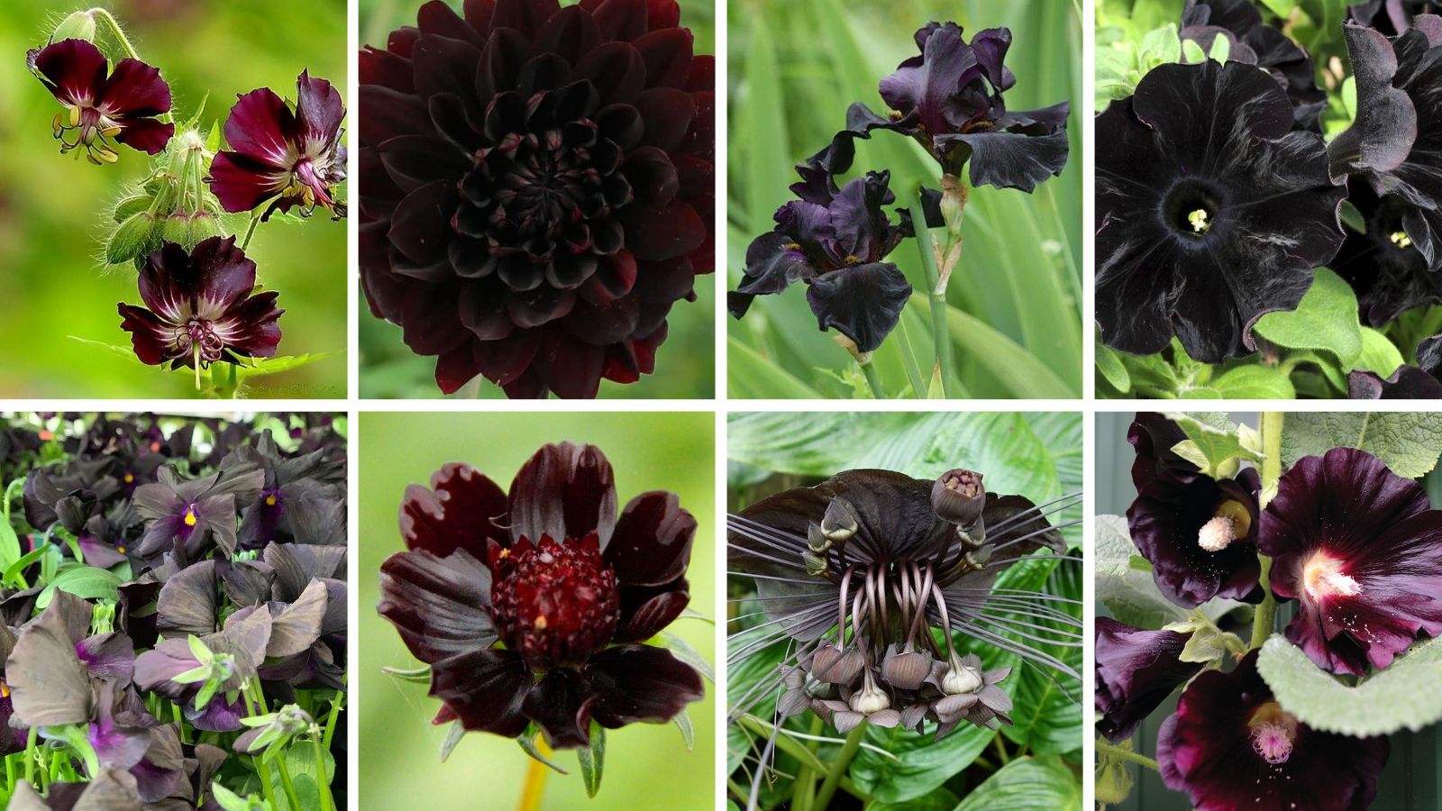 The 15 Best Black Flowers - Article onThursd