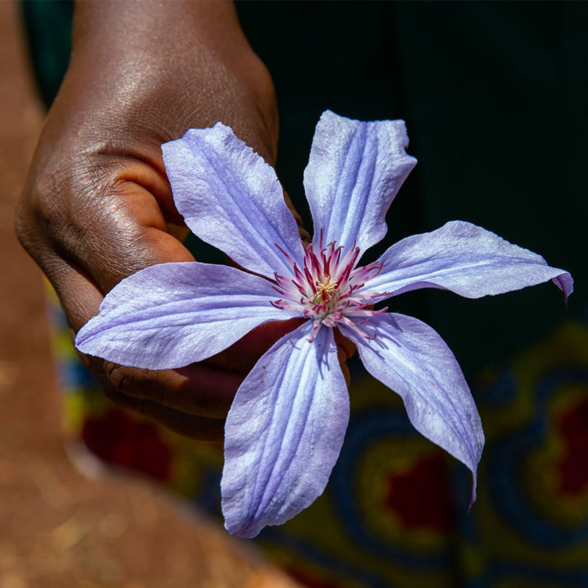 the-creation-of-the-clematis-amazing-series-featured