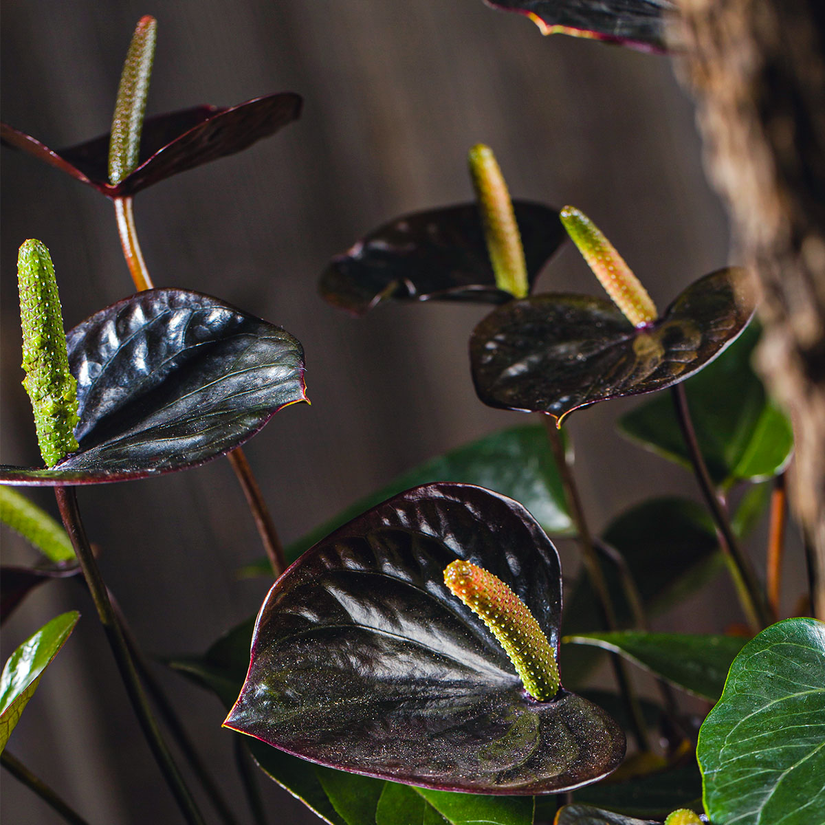 the-search-for-a-black-anthurium-featured