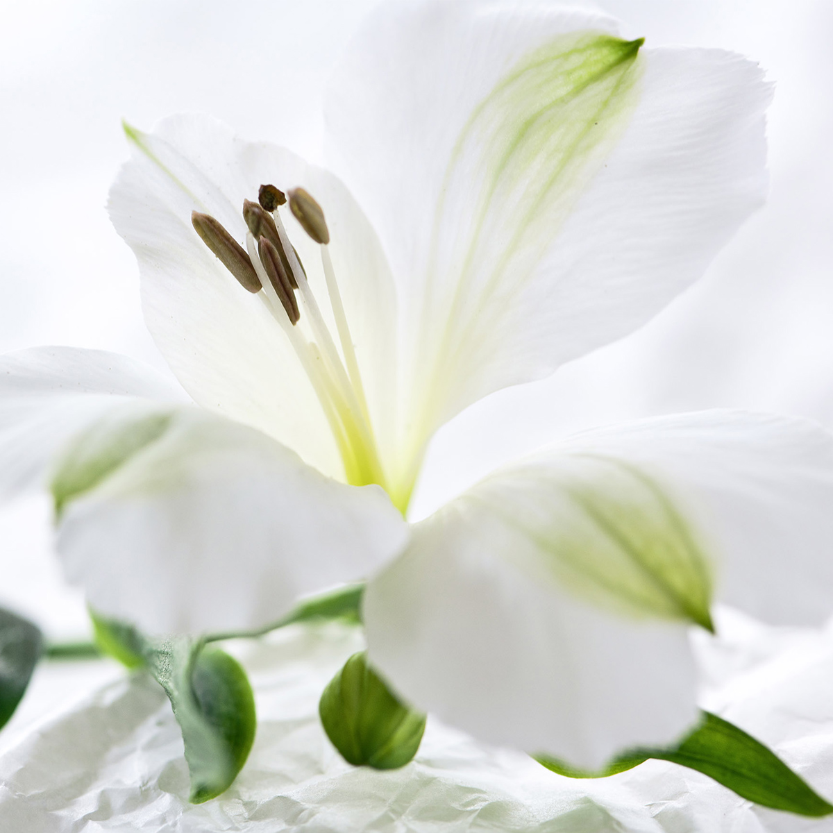 bright-white-alstroemeria-mistral-featured