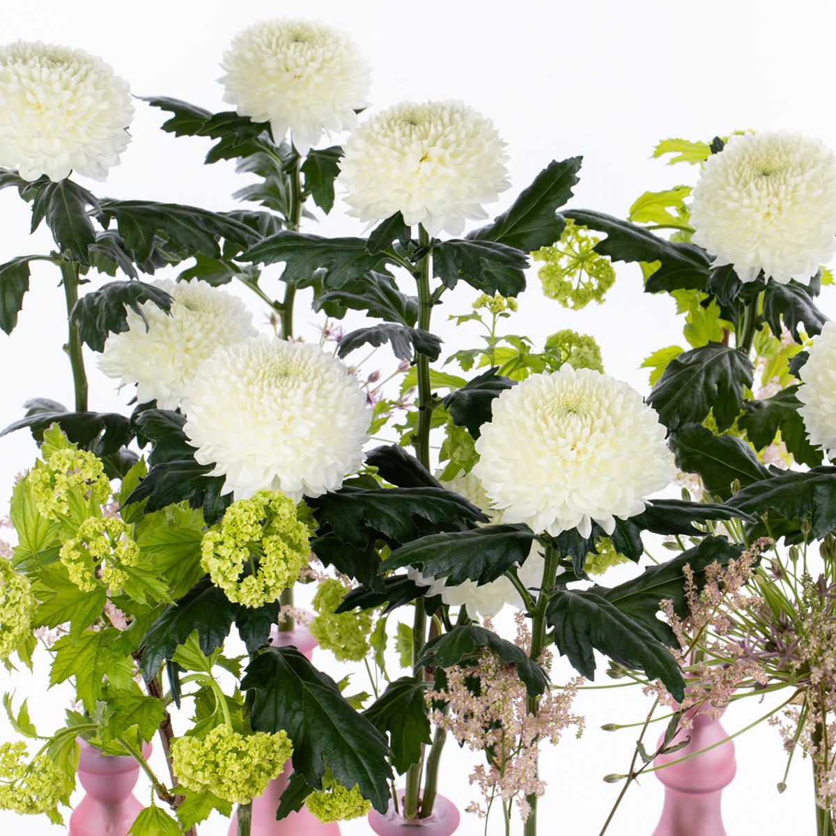 new-pompom-chrysant-evidence-featured
