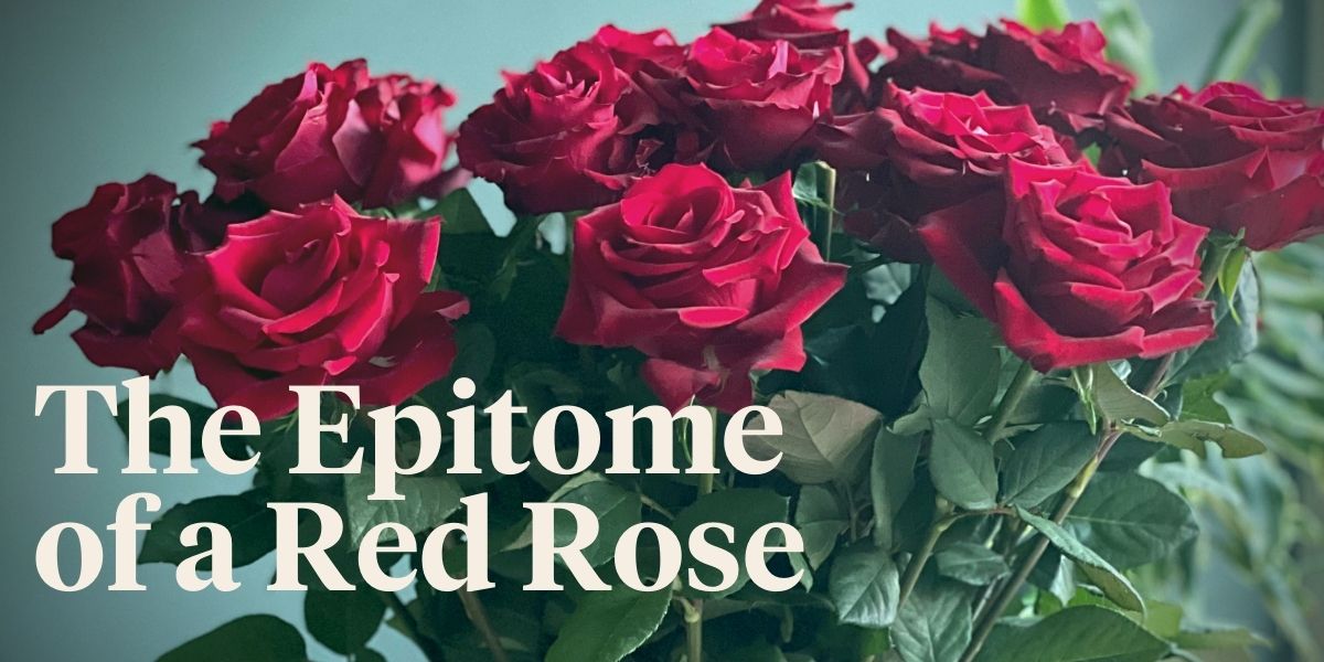 pure-and-truly-deep-red-every-lady-deserves-ever-red-roses-header