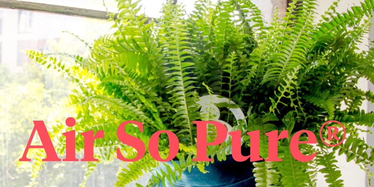about-air-so-pure-plants-header