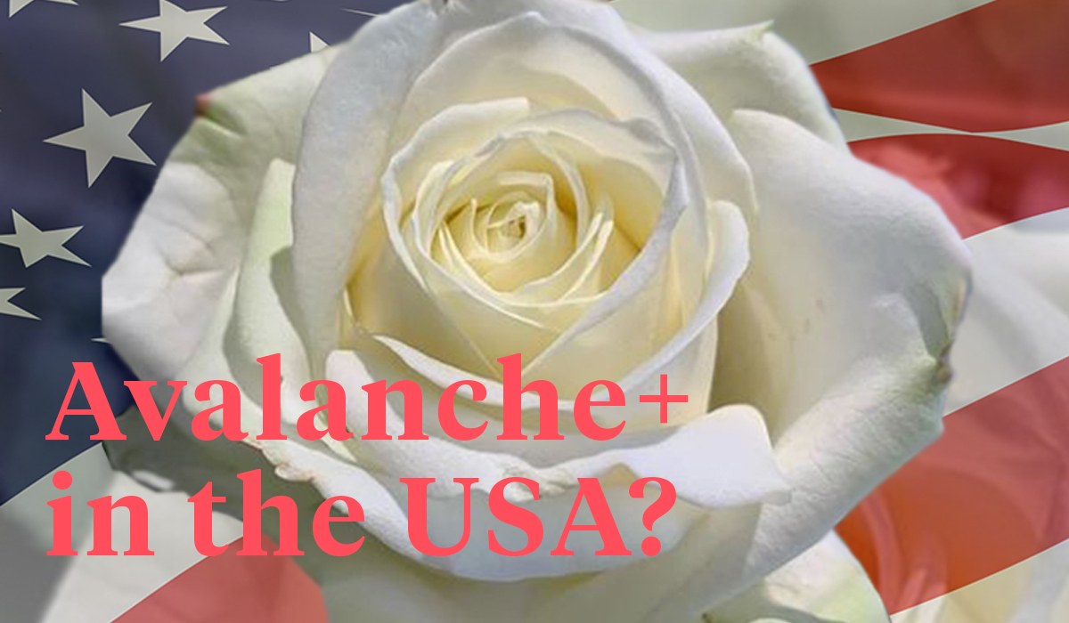 avalanche-roses-in-the-usa-header
