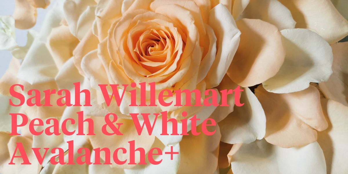 sarah-willemart-and-peach-avalanche-header