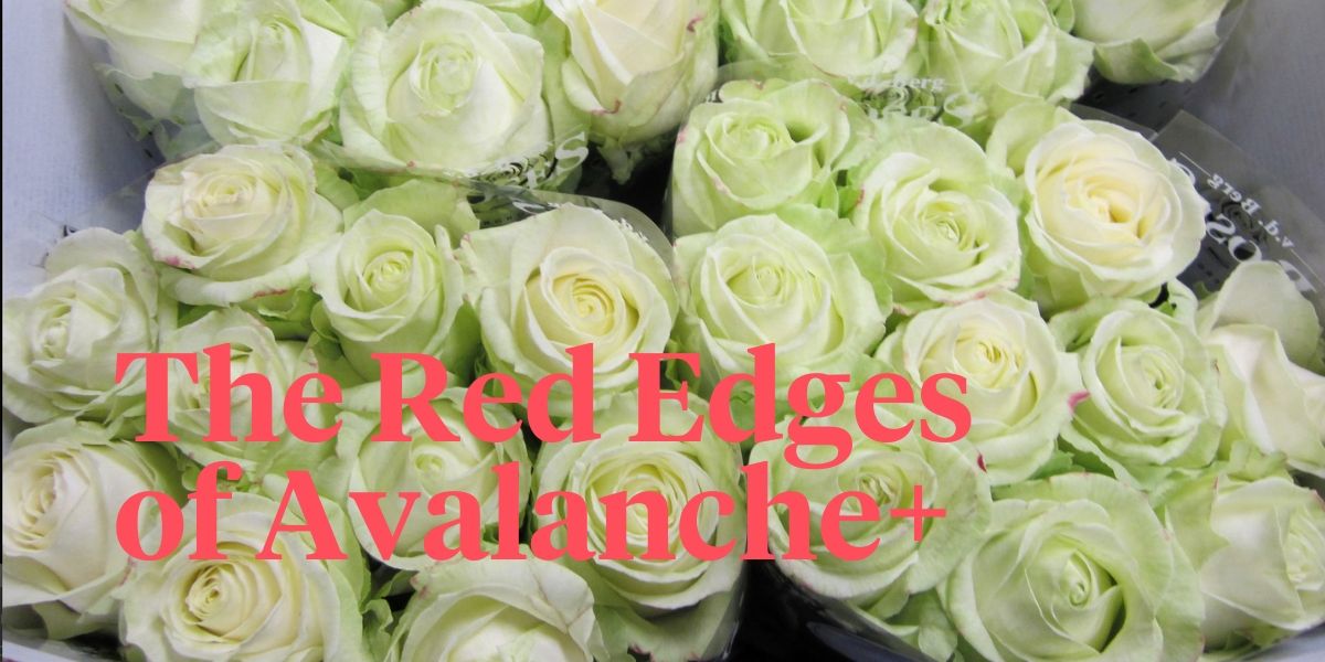 what-about-the-red-edge-on-the-avalanche-roses-header