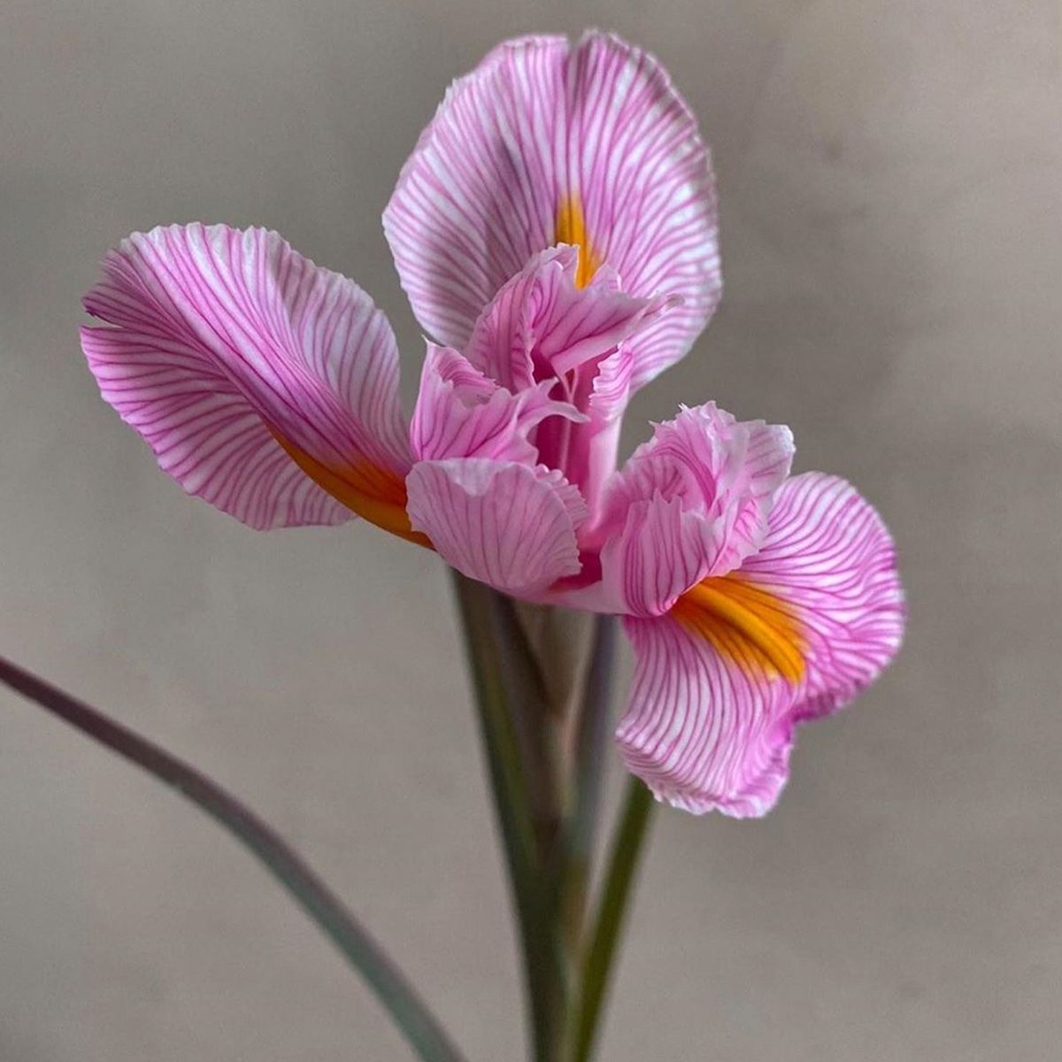 this-makes-us-want-to-become-an-even-better-grower-featured