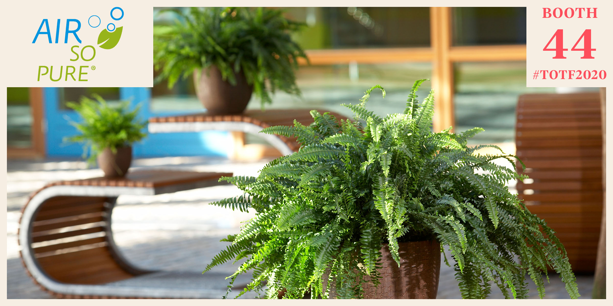 these-plants-all-have-air-purifying-health-benefits-featured