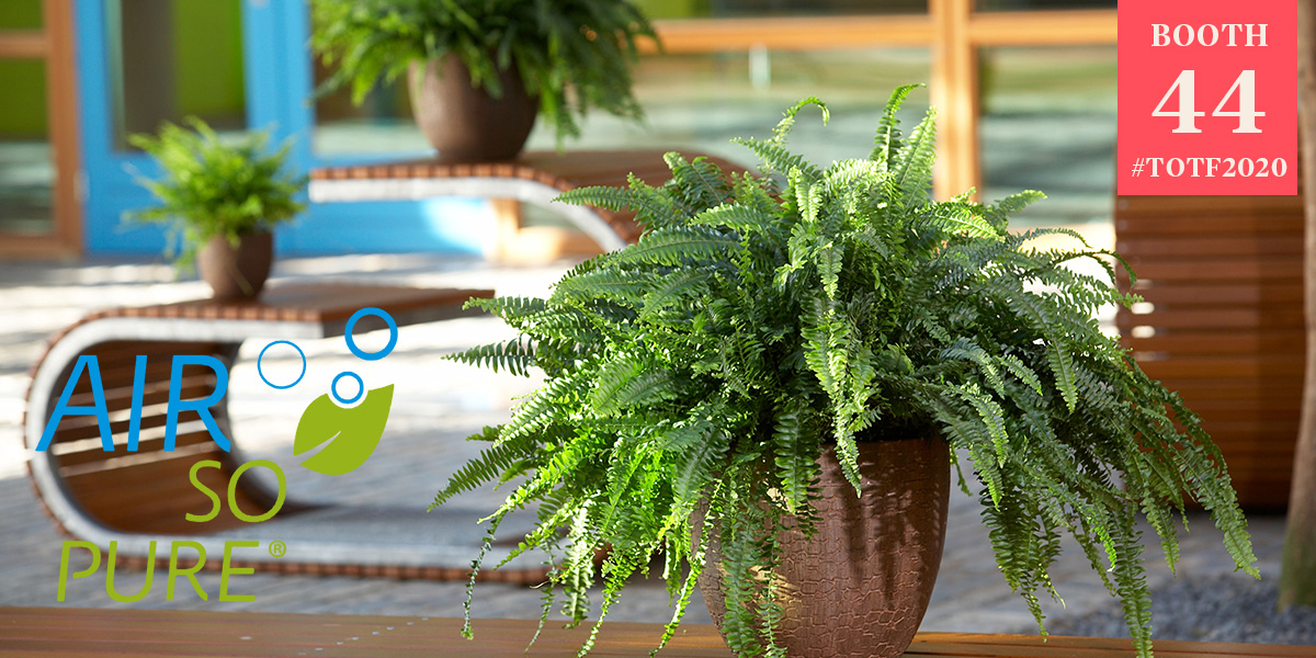 these-plants-all-have-air-purifying-health-benefits-header