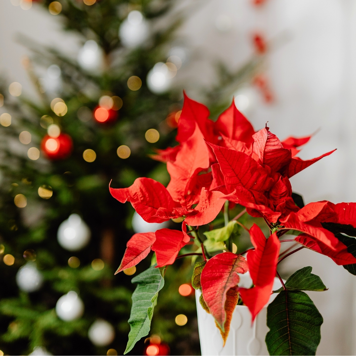 how-the-poinsettia-became-an-indispensable-part-of-christmas-featured