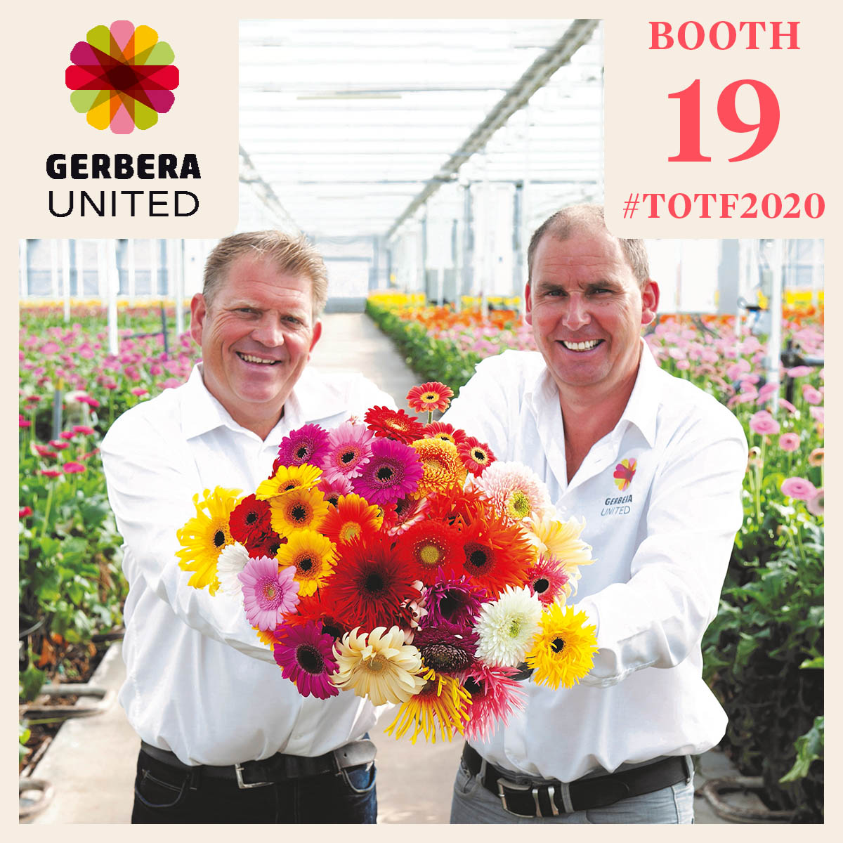 totf-gerbera-united-the-one-stop-shop-for-gerberas-featured
