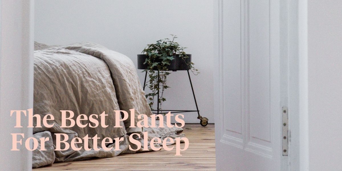how-adding-plants-to-your-bedroom-benefits-sleep-header