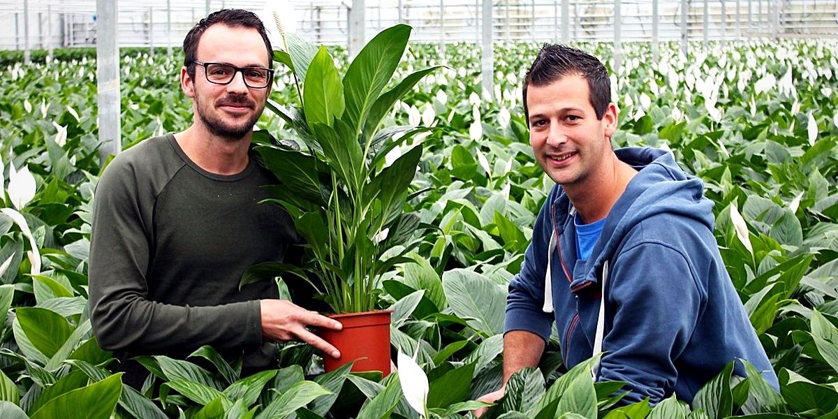 JK Plant Spathiphyllum - Header on Thursd