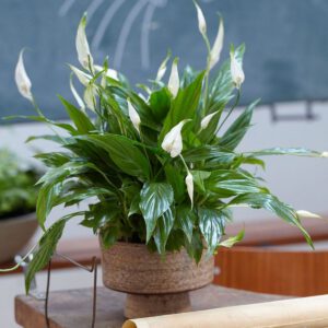 JK Plant Spathiphyllum - Featured on Thursd