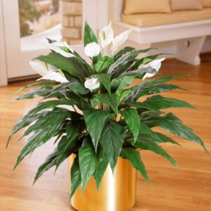 Bestplant Spathiphyllum - Featured on Thursd