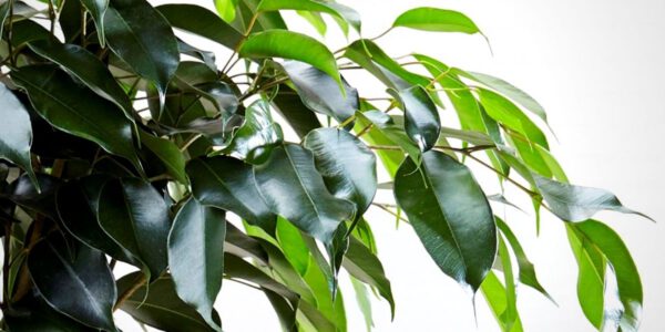 Ficus Benjamina Forever Plants Group Air Sor Pure on Thursd Header