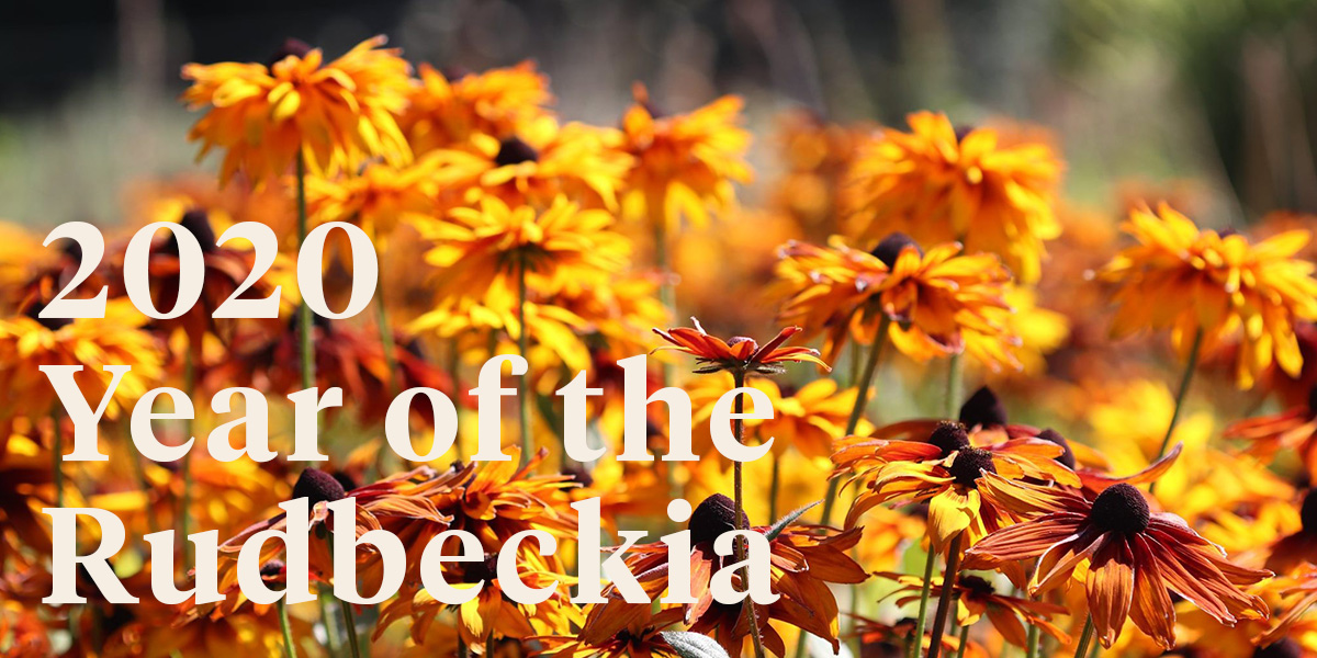 rudbeckia-splendor-radiates-across-europe-header