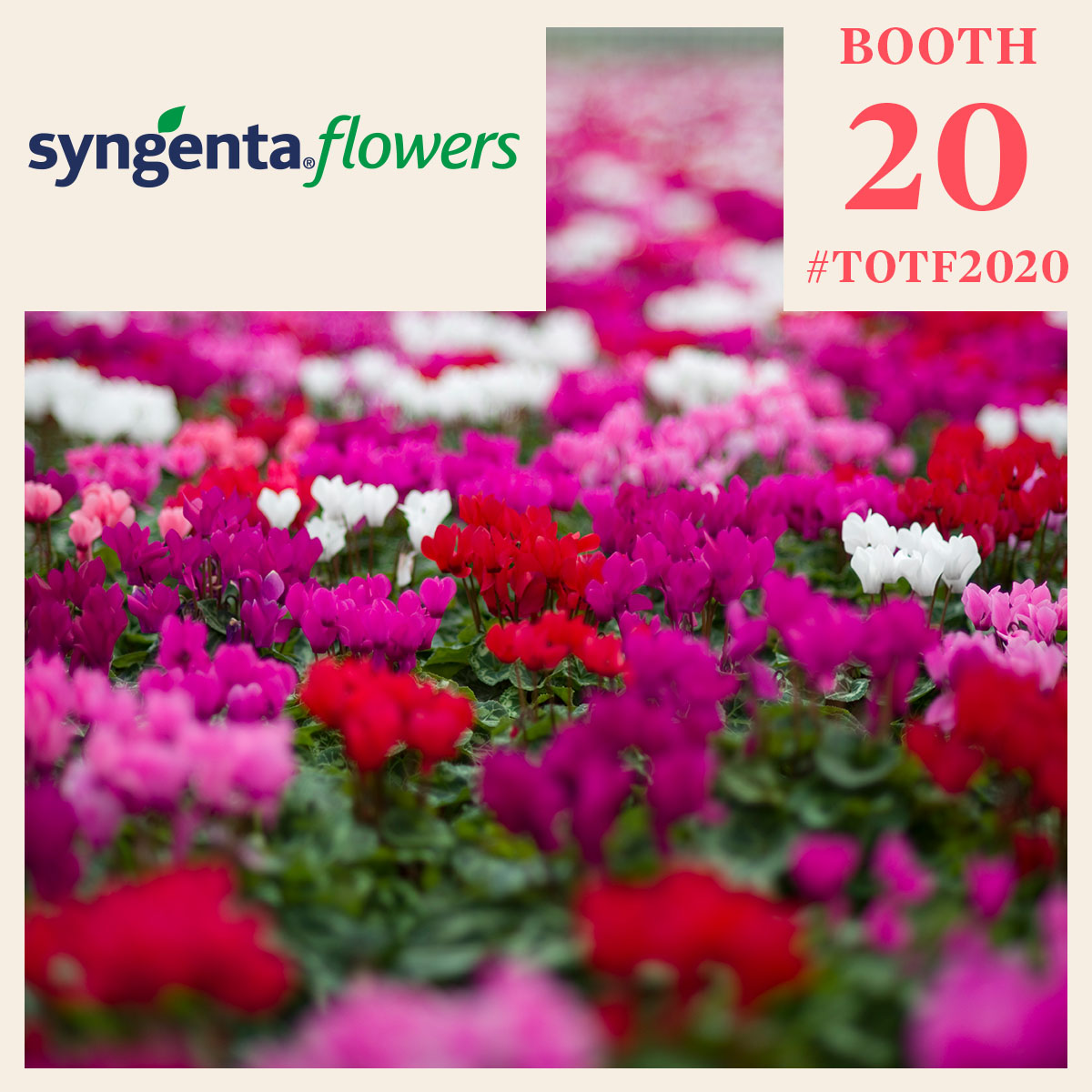 better-together-with-syngenta-flowers-featured