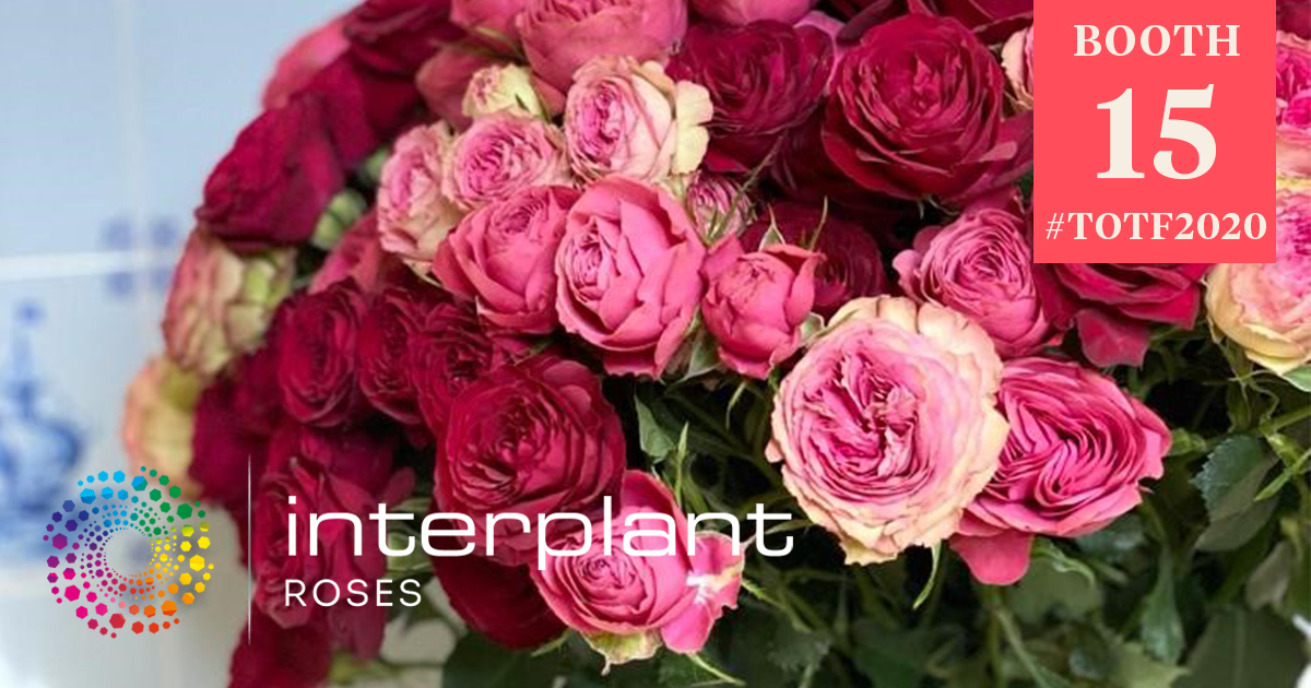 Red Lace® - Interplant Roses