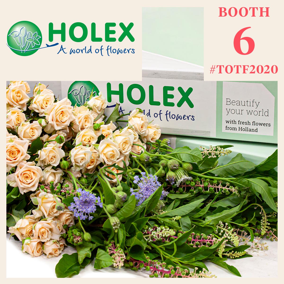 holex-your-partner-for-wholesale-and-mass-market-flowers-featured