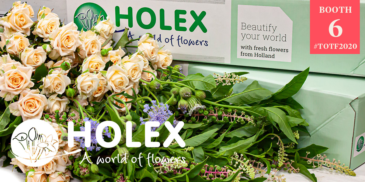 holex-your-partner-for-wholesale-and-mass-market-flowers-header
