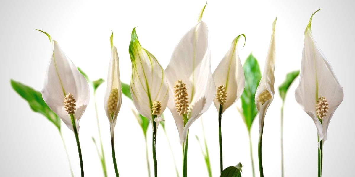 Van der Voort Potplanten - Header on Thursd