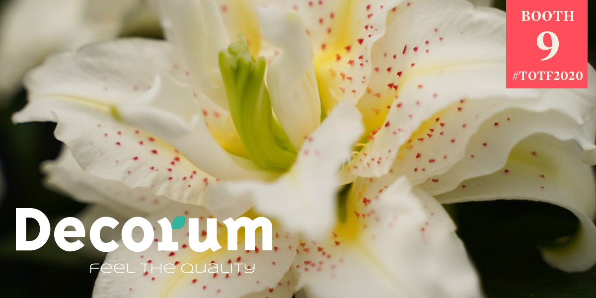 2020-plant-novelties-by-decorum-header