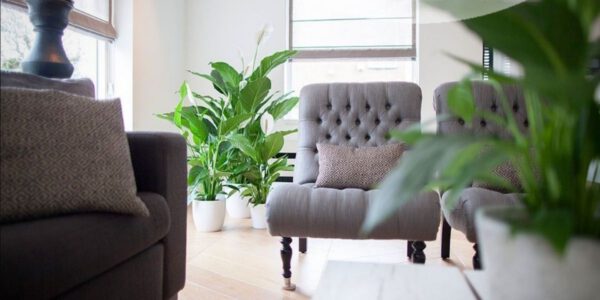 KP Holland Air So Pure Spathiphyllum Plants on Thursd