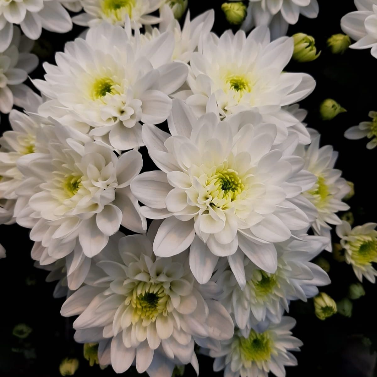 only-sensational-pina-colada-chrysanthemums-grow-here-featured