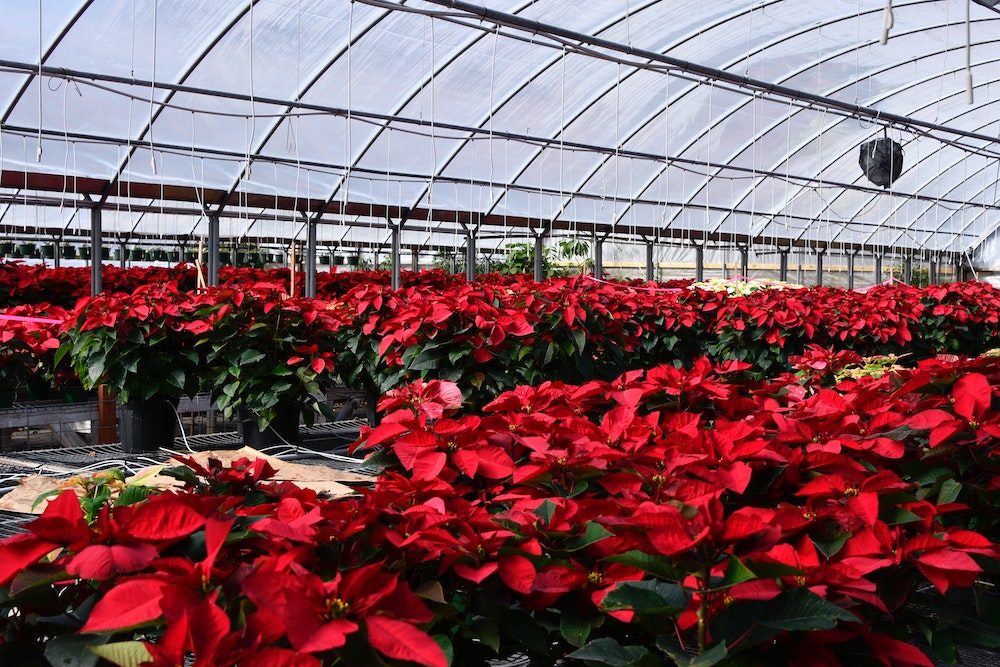 How the Poinsettia Became an Indispensable Part of Christmas Christmas Flower